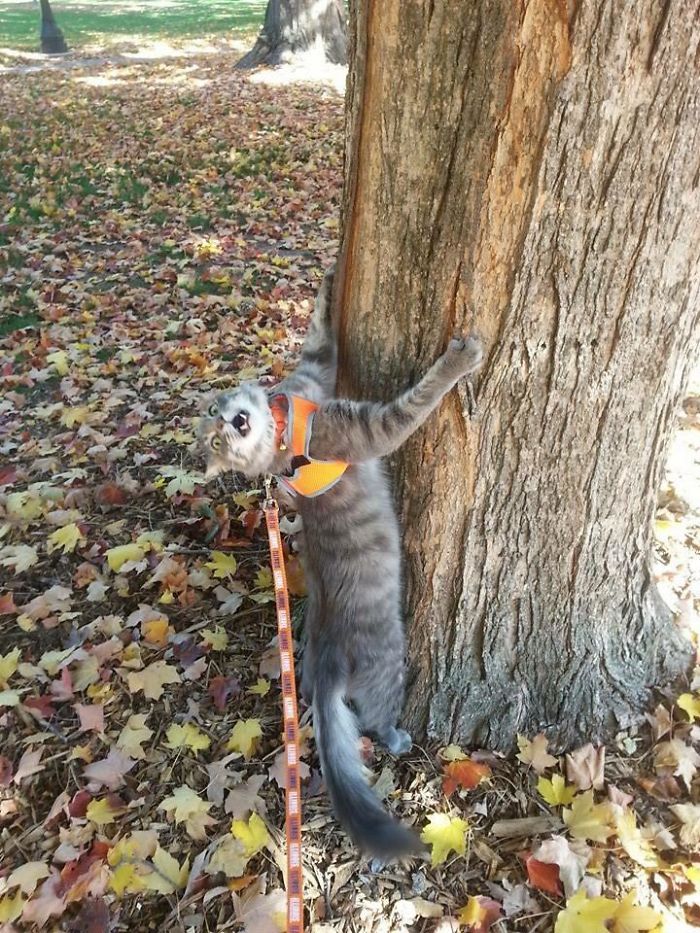 50 Overdramatic Cats Who Deserve An Oscar
