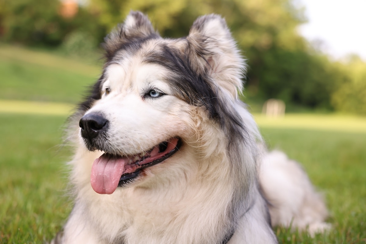 Man explains social sniffing etiquette to his malamute, and the dog is ...