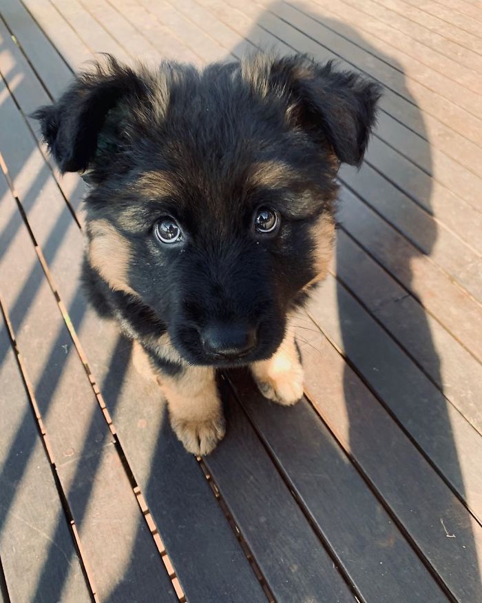 40 Times German Shepherd Puppies Were The Purest Things In The World