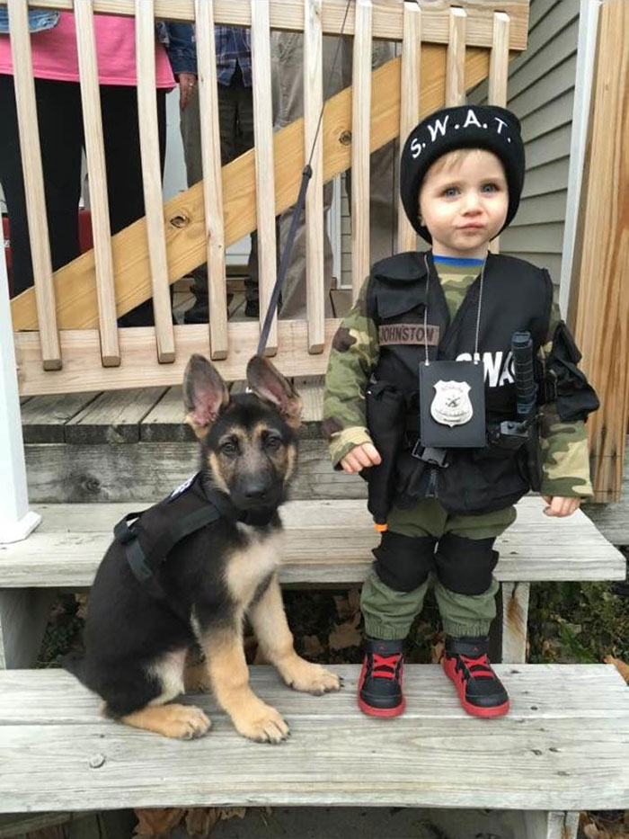 40 Times German Shepherd Puppies Were The Purest Things In The World