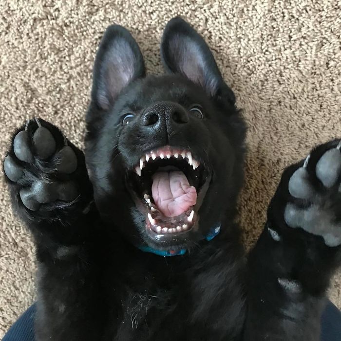 40 Times German Shepherd Puppies Were The Purest Things In The World