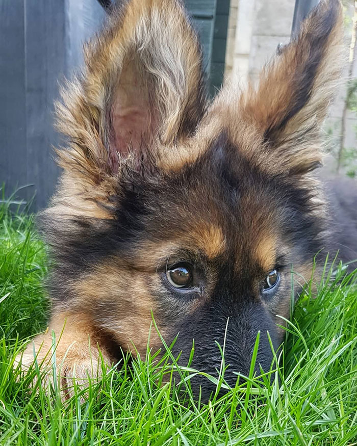40 Times German Shepherd Puppies Were The Purest Things In The World