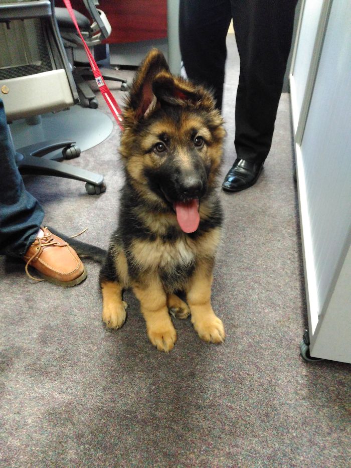 40 Times German Shepherd Puppies Were The Purest Things In The World