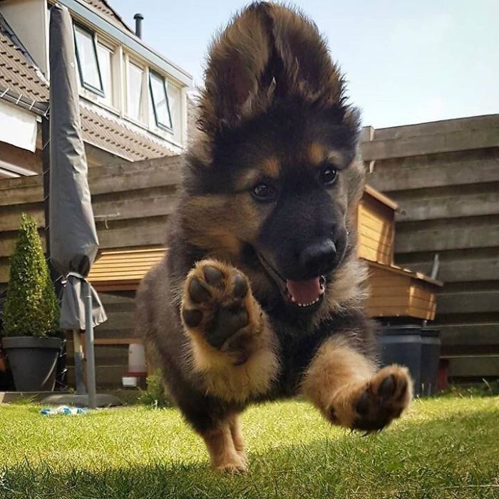 40 Times German Shepherd Puppies Were The Purest Things In The World