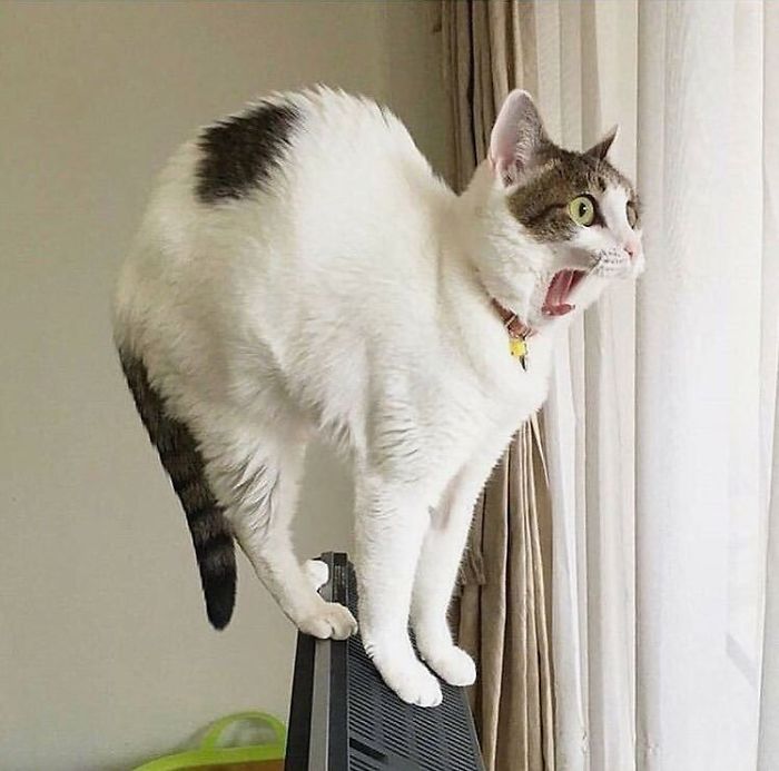 50 Overdramatic Cats Who Deserve An Oscar