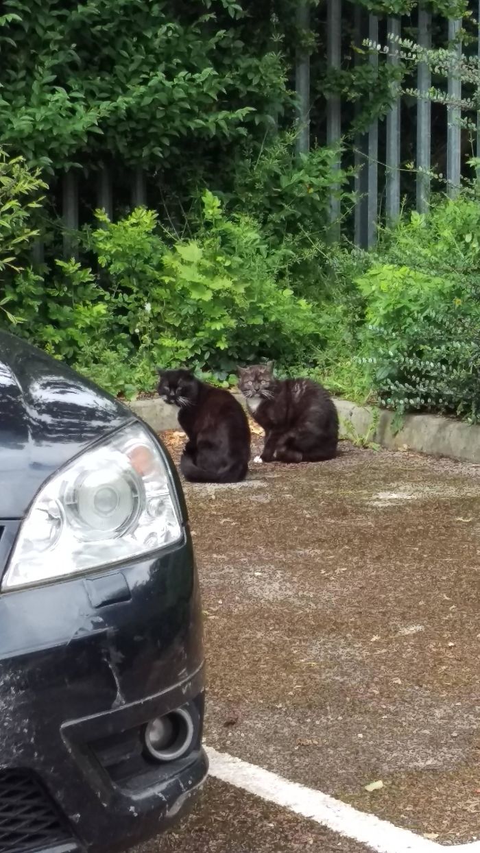 50 Overdramatic Cats Who Deserve An Oscar