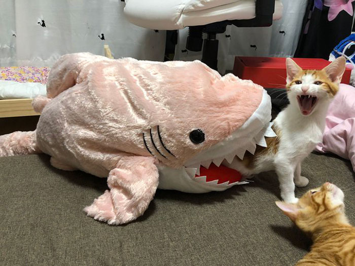 50 Overdramatic Cats Who Deserve An Oscar