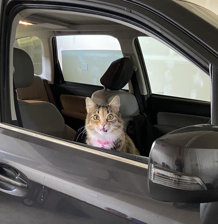 50 Overdramatic Cats Who Deserve An Oscar