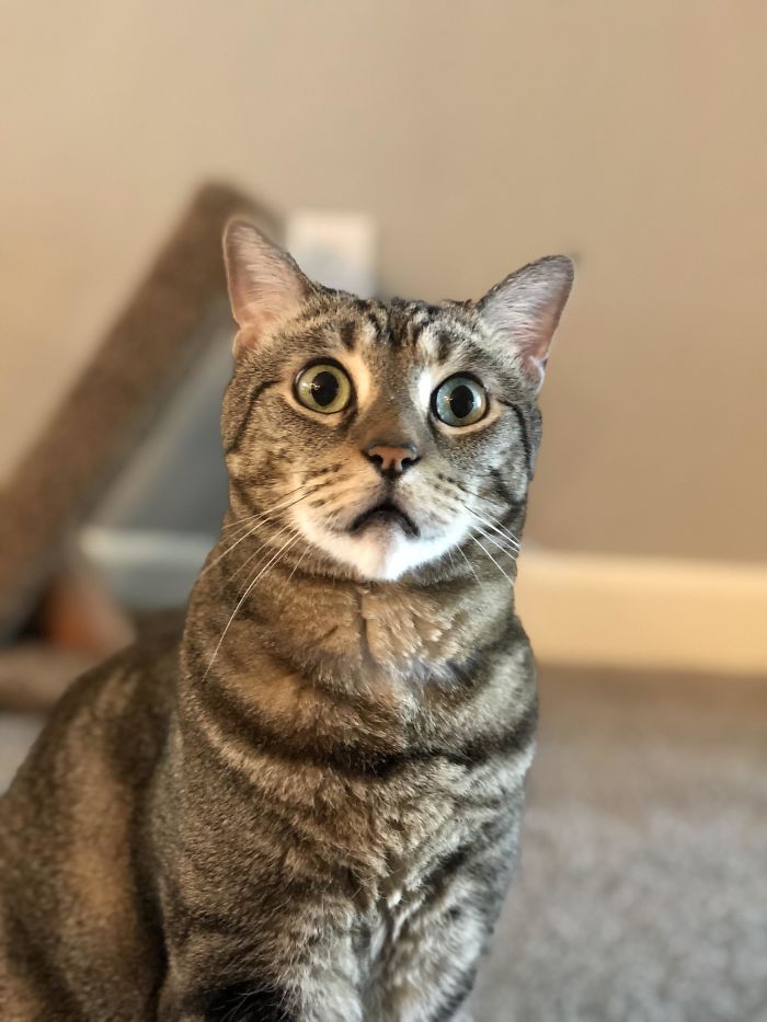 50 Overdramatic Cats Who Deserve An Oscar