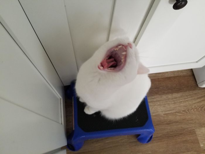 50 Overdramatic Cats Who Deserve An Oscar