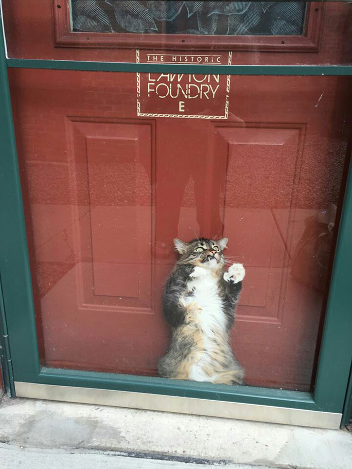 50 Overdramatic Cats Who Deserve An Oscar