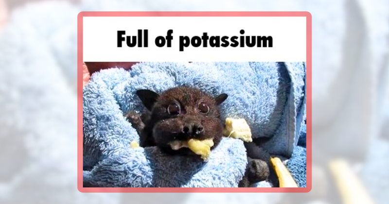 22 bat memes for your nightly scroll through the darkness