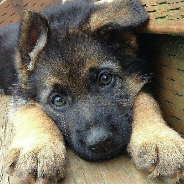 40 Times German Shepherd Puppies Were The Purest Things In The World