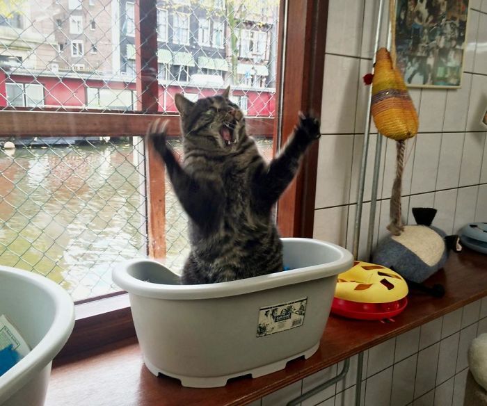 50 Overdramatic Cats Who Deserve An Oscar