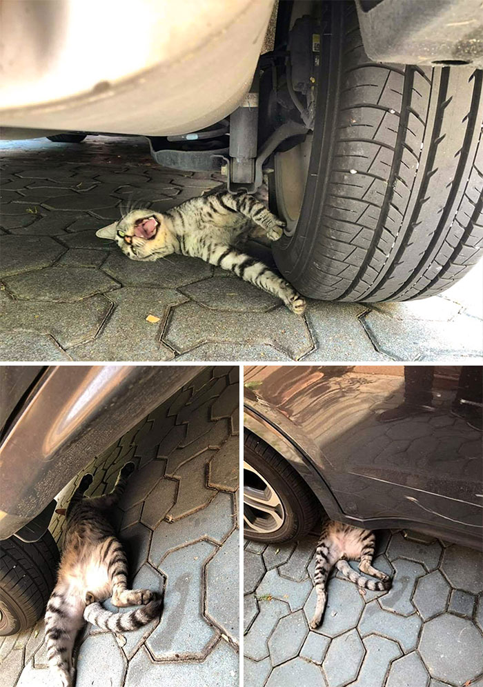 50 Overdramatic Cats Who Deserve An Oscar