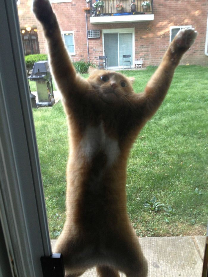 50 Overdramatic Cats Who Deserve An Oscar