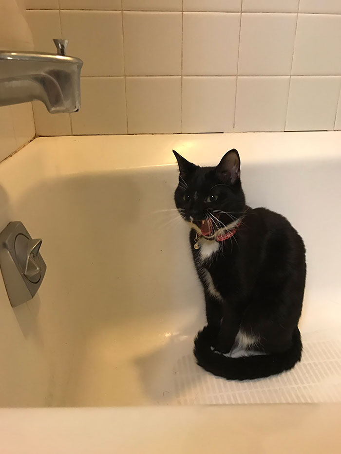 50 Overdramatic Cats Who Deserve An Oscar