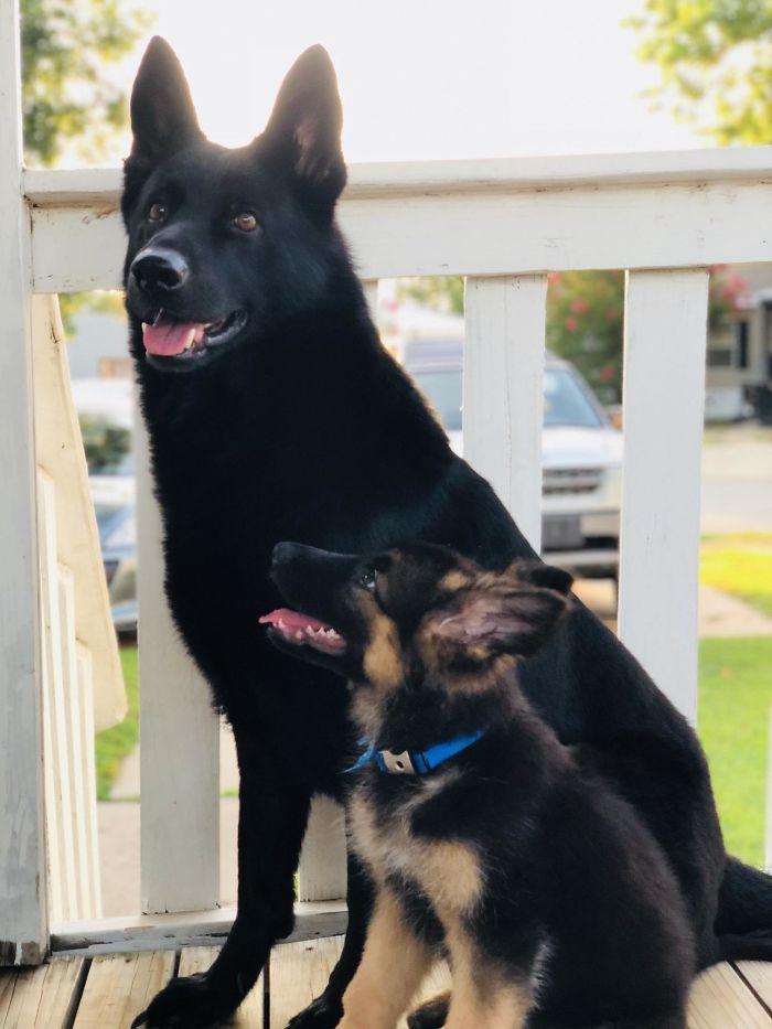 40 Times German Shepherd Puppies Were The Purest Things In The World