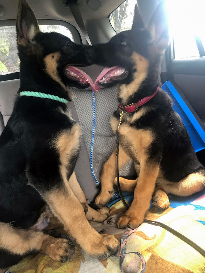 40 Times German Shepherd Puppies Were The Purest Things In The World
