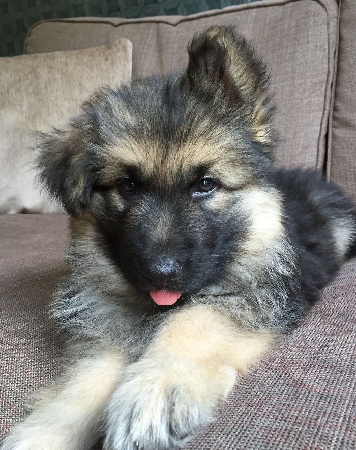 40 Times German Shepherd Puppies Were The Purest Things In The World