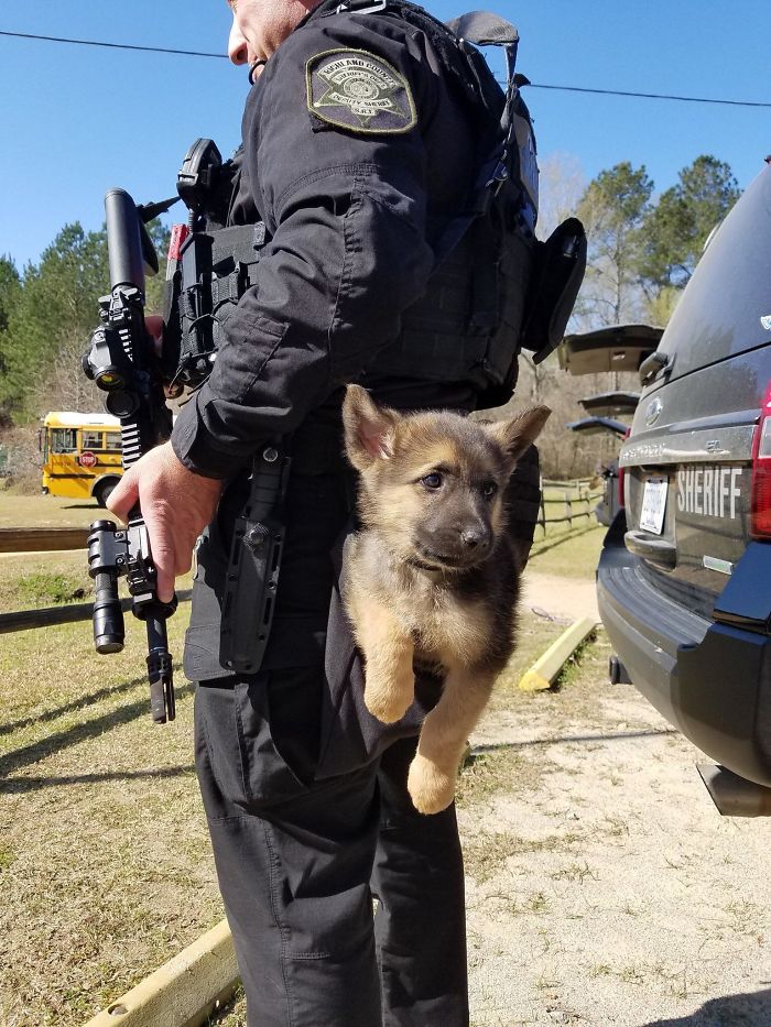 40 Times German Shepherd Puppies Were The Purest Things In The World