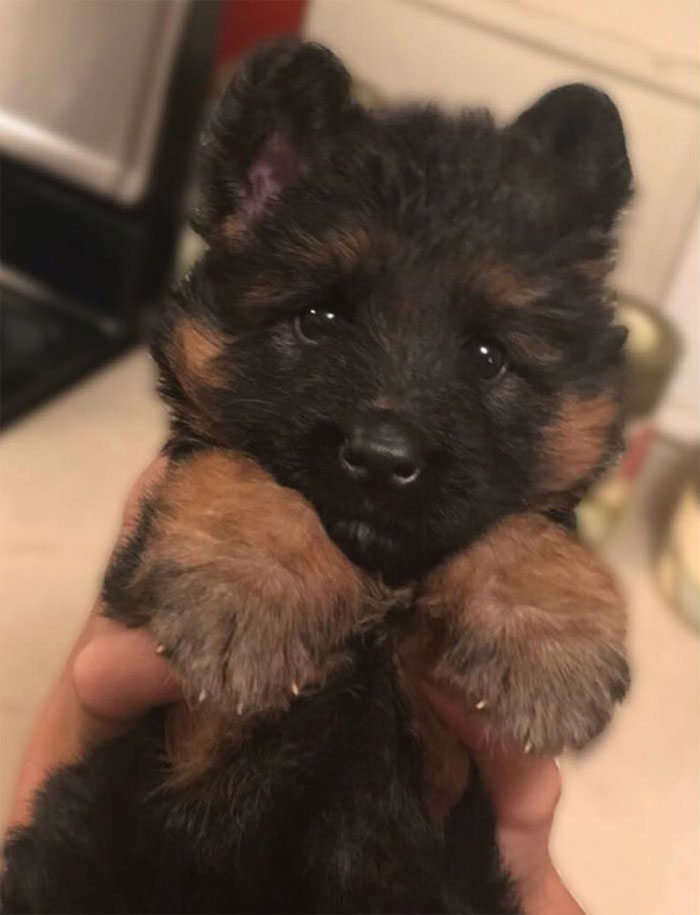 40 Times German Shepherd Puppies Were The Purest Things In The World