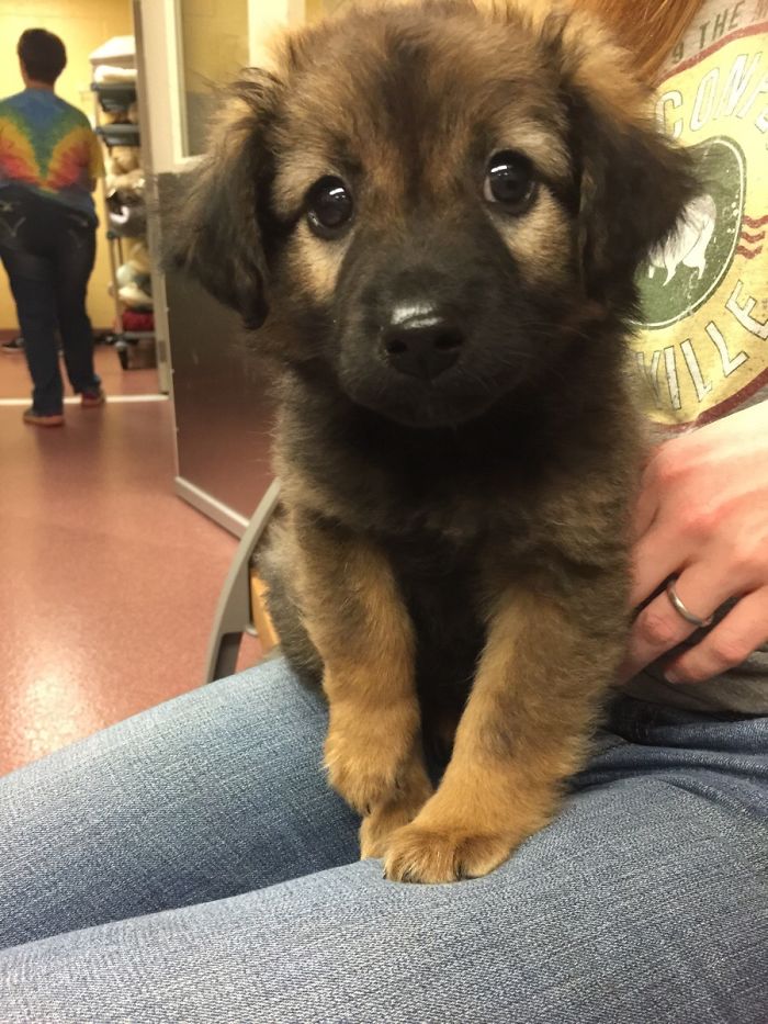 40 Times German Shepherd Puppies Were The Purest Things In The World