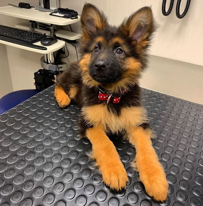 40 Times German Shepherd Puppies Were The Purest Things In The World