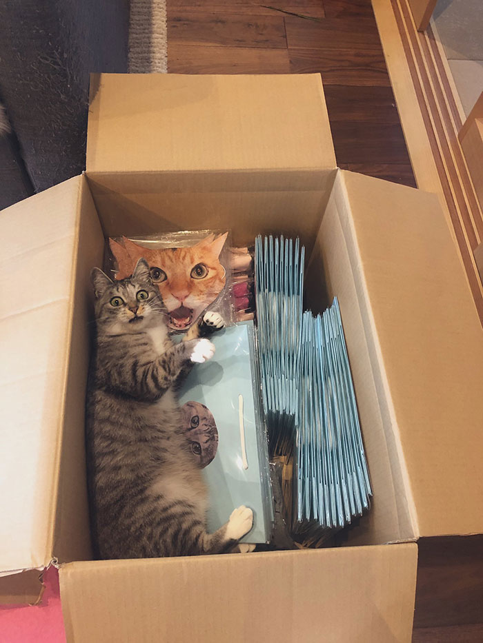 50 Overdramatic Cats Who Deserve An Oscar