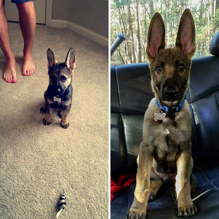 40 Times German Shepherd Puppies Were The Purest Things In The World