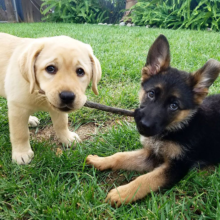 40 Times German Shepherd Puppies Were The Purest Things In The World