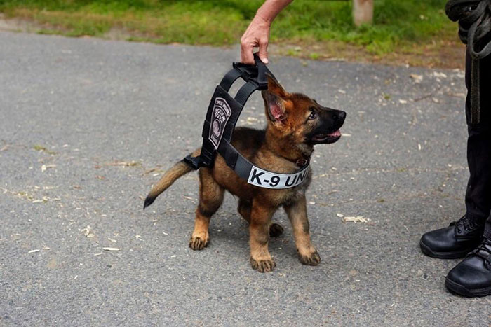40 Times German Shepherd Puppies Were The Purest Things In The World