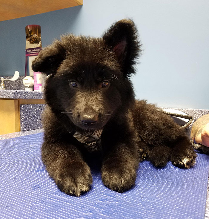 40 Times German Shepherd Puppies Were The Purest Things In The World