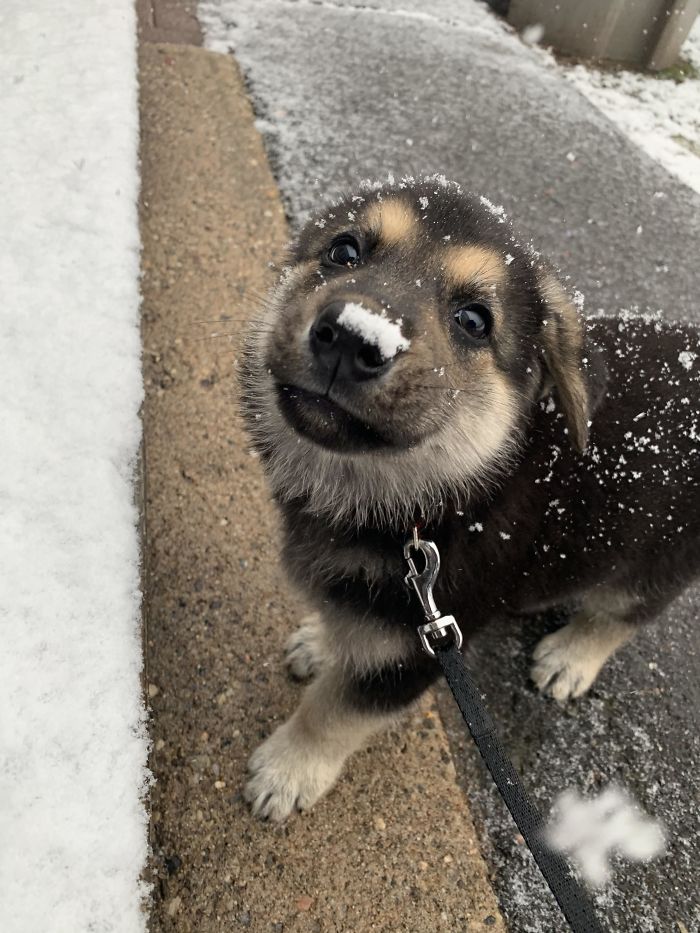 40 Times German Shepherd Puppies Were The Purest Things In The World