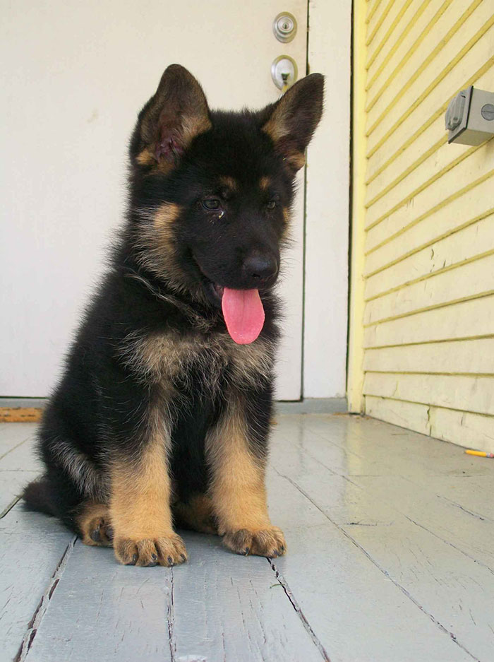 40 Times German Shepherd Puppies Were The Purest Things In The World