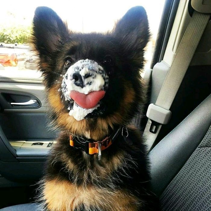 40 Times German Shepherd Puppies Were The Purest Things In The World