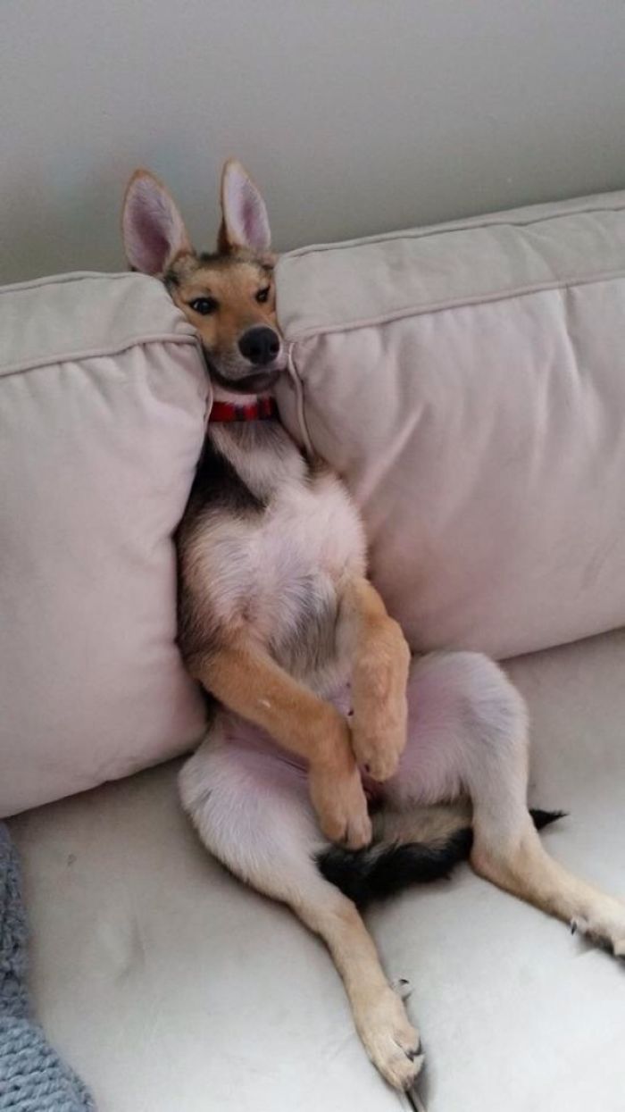 40 Times German Shepherd Puppies Were The Purest Things In The World