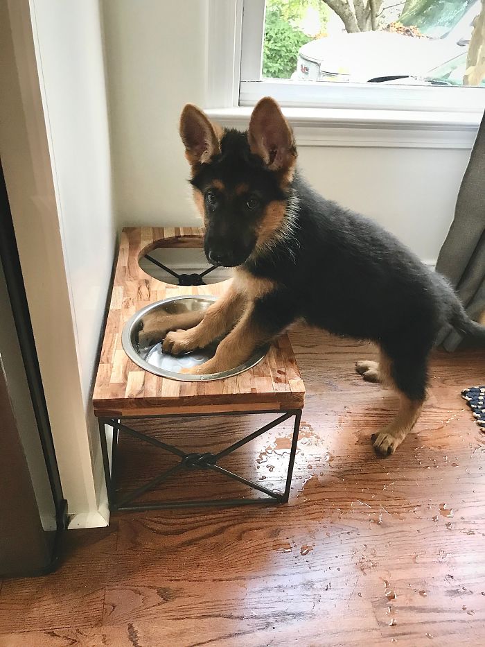40 Times German Shepherd Puppies Were The Purest Things In The World