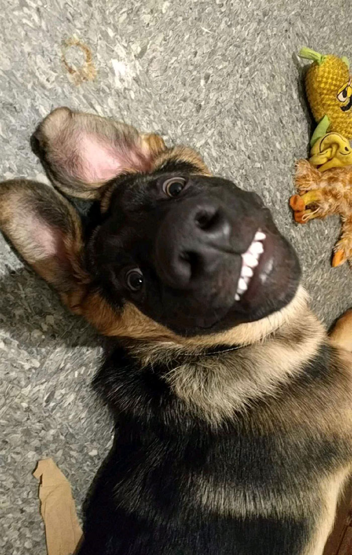 40 Times German Shepherd Puppies Were The Purest Things In The World