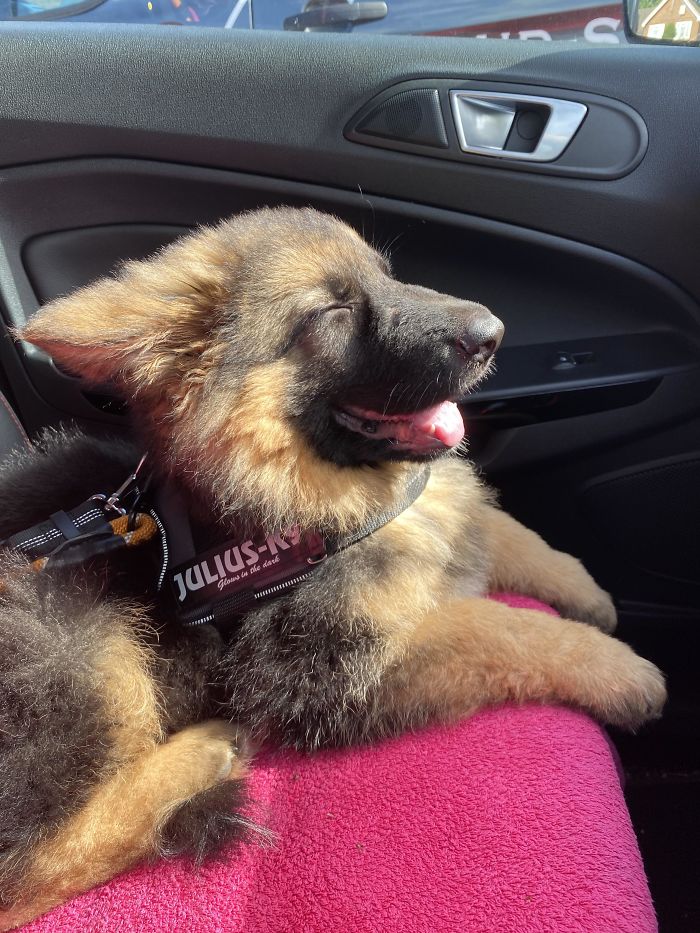 40 Times German Shepherd Puppies Were The Purest Things In The World