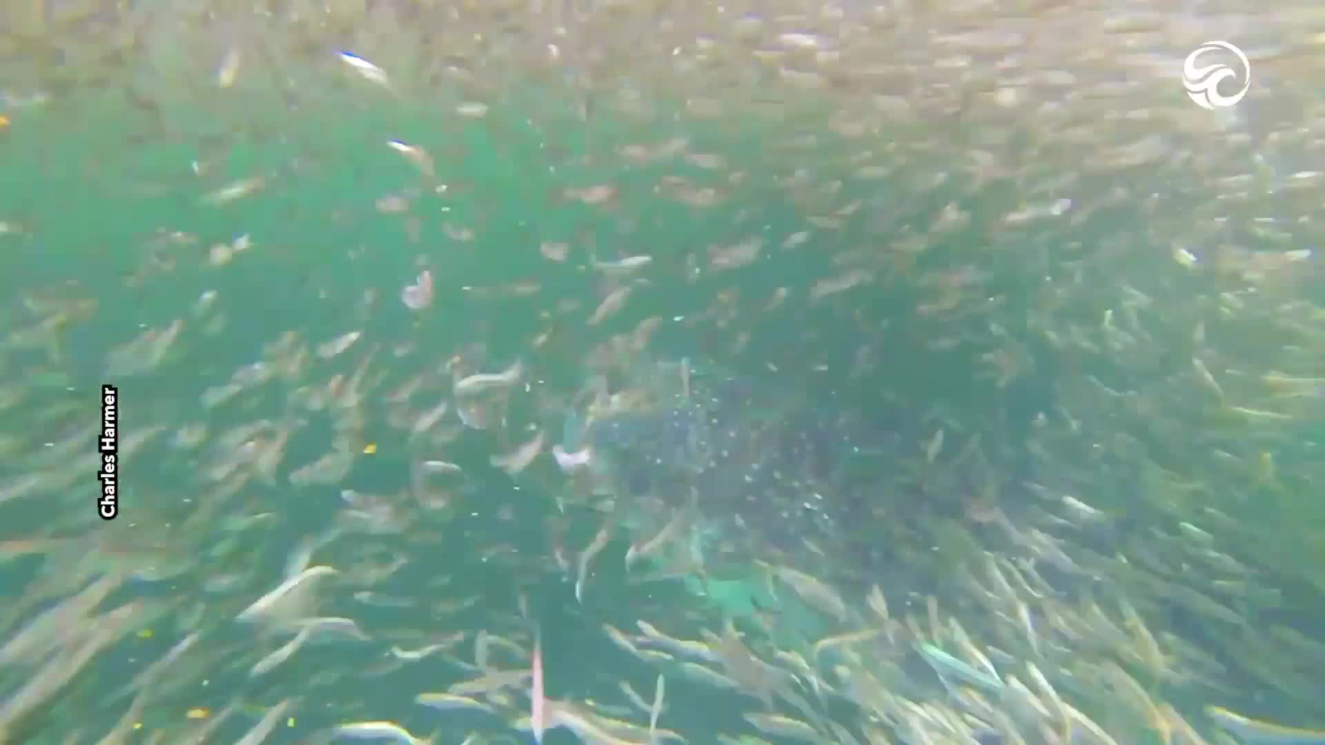 Swimming inside a giant bait ball