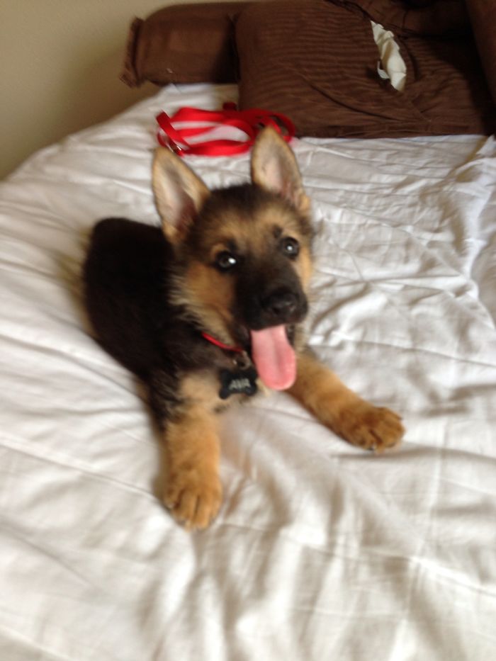 40 Times German Shepherd Puppies Were The Purest Things In The World