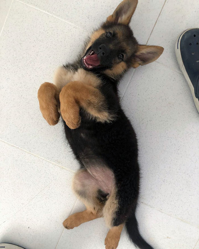 40 Times German Shepherd Puppies Were The Purest Things In The World