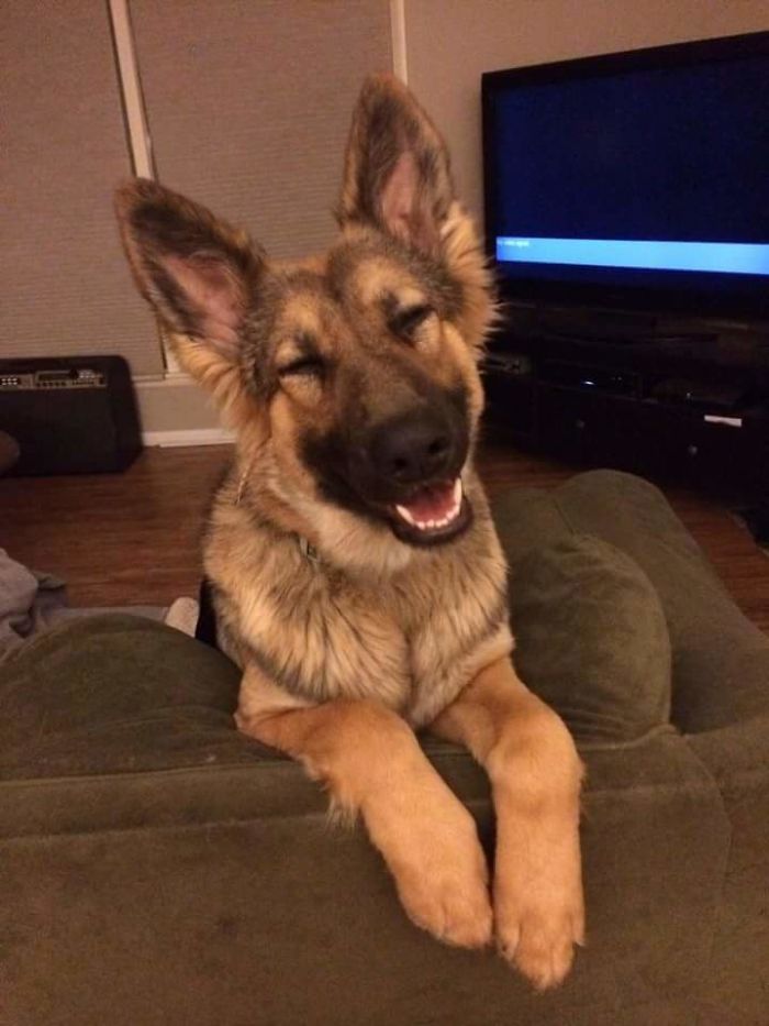 40 Times German Shepherd Puppies Were The Purest Things In The World