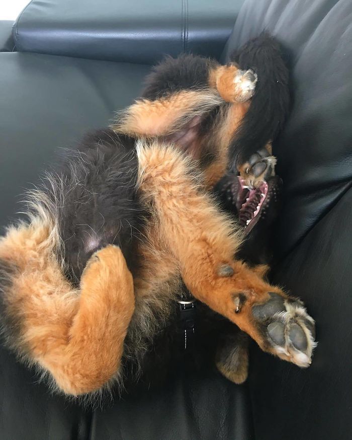 40 Times German Shepherd Puppies Were The Purest Things In The World