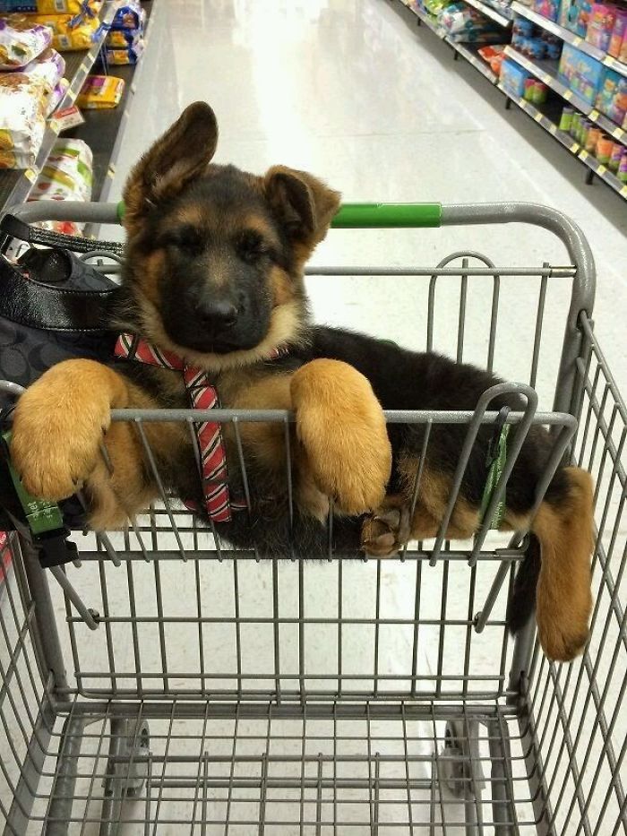 40 Times German Shepherd Puppies Were The Purest Things In The World