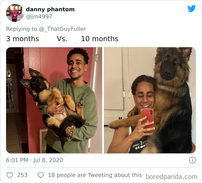 40 Times German Shepherd Puppies Were The Purest Things In The World