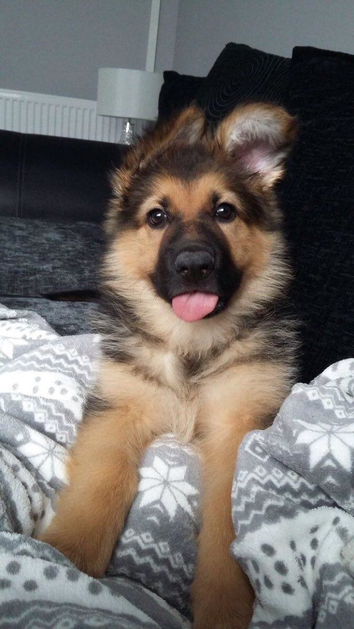 40 Times German Shepherd Puppies Were The Purest Things In The World