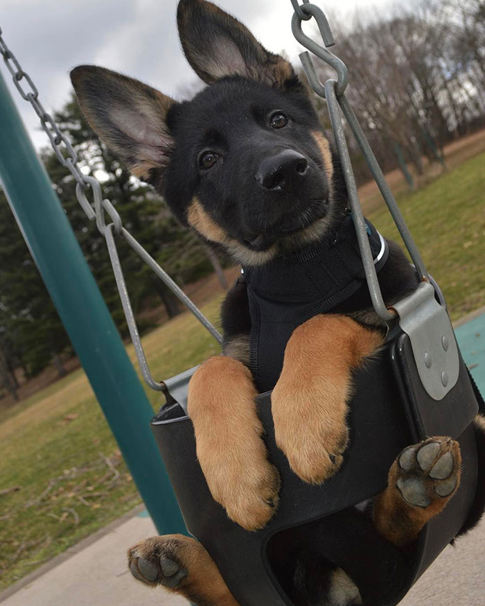 40 Times German Shepherd Puppies Were The Purest Things In The World