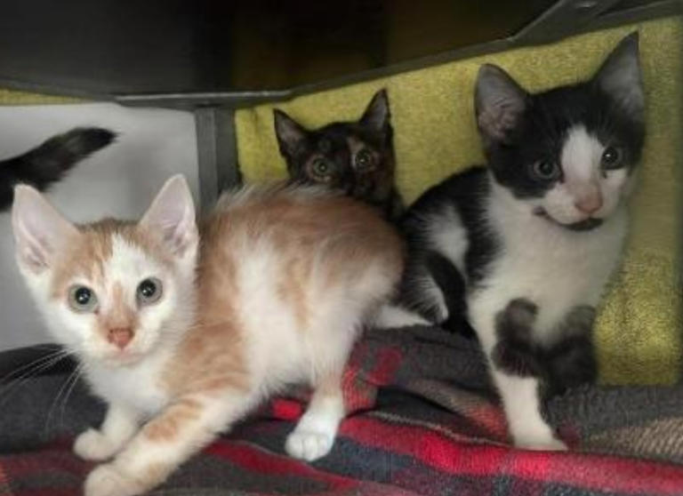 17 adorable cats and dogs at Merseyside RSPCA centres looking for ...